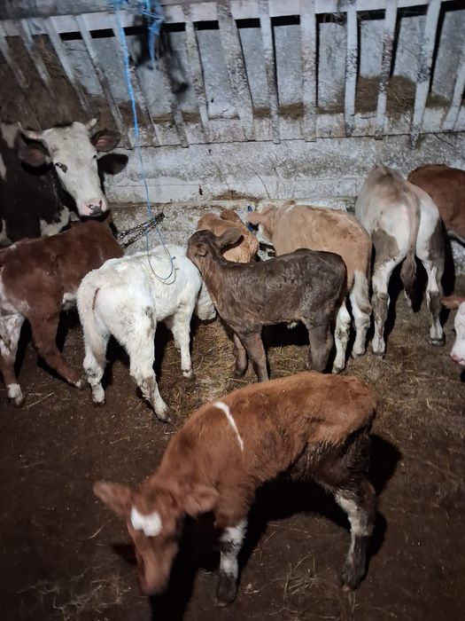 Vând tauras baltat și belgieni