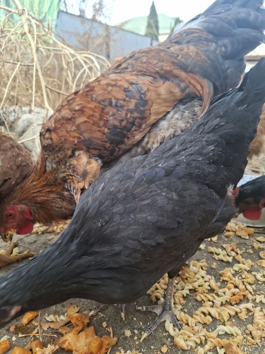 Продам домашных курей