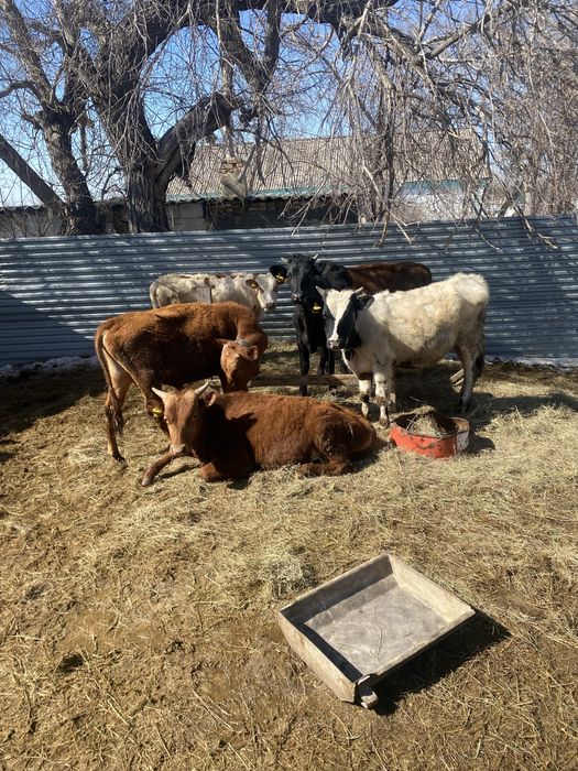 Продаю быков всем 1.5