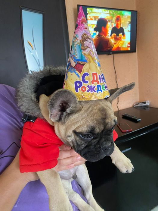 Французский бульдог