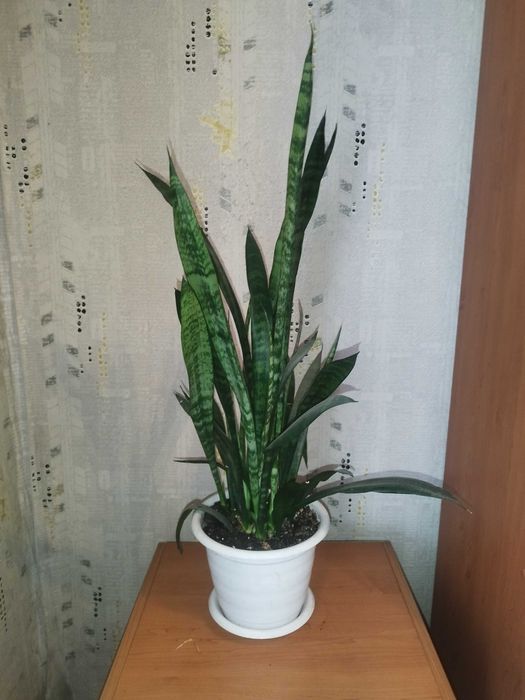 Тещин язык, сансевиерия (Sansevieria)
