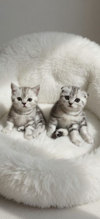 Кошечки шотландские _