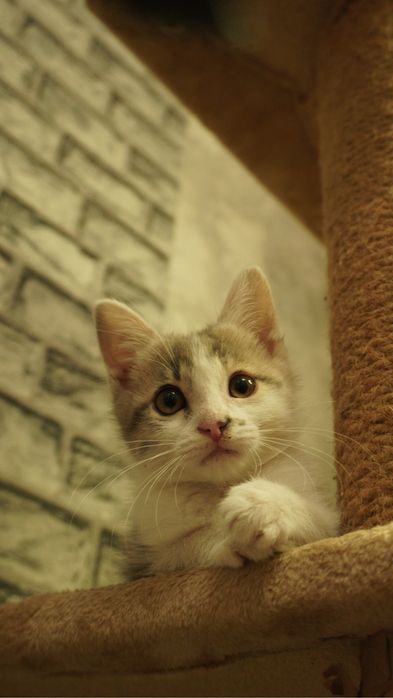 Котенок в ответственные  руки