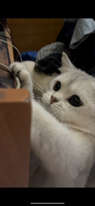 ВЯЗКА:Серебристая шиншила. Для спаривания