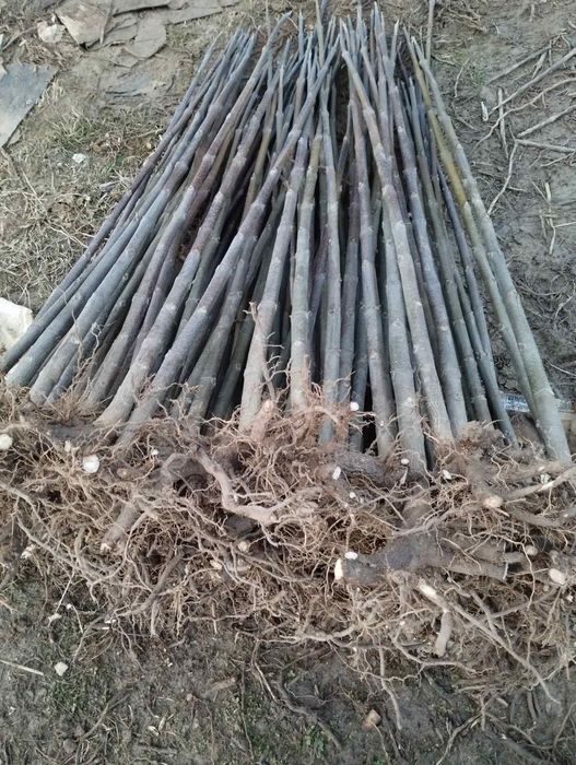 Puieți de Paulownia