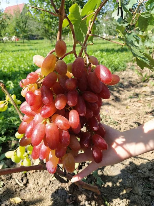 Preobrajenie viță de vie