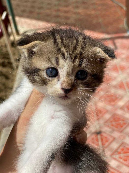 Mushuk. skotish fold jinsi õğil bola