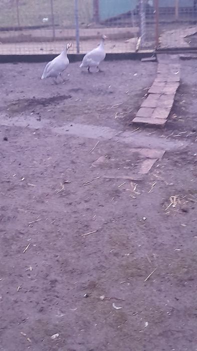 Bibilici de vânzare