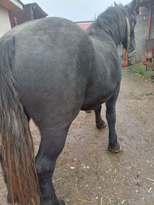 Vand 2 iepe foarte frumoasa si cuminti