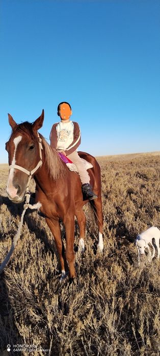 Ағылшын 5 шығып тұр