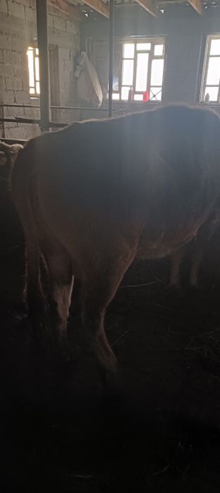 сиырлар сатылады