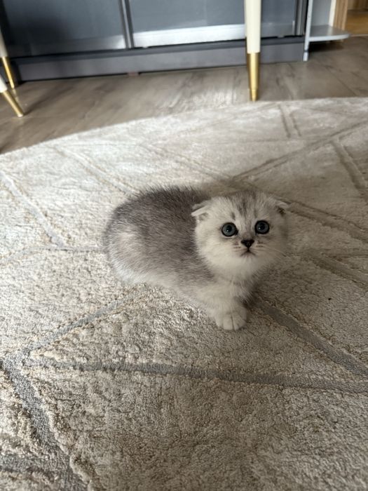 Вислоухий котенок