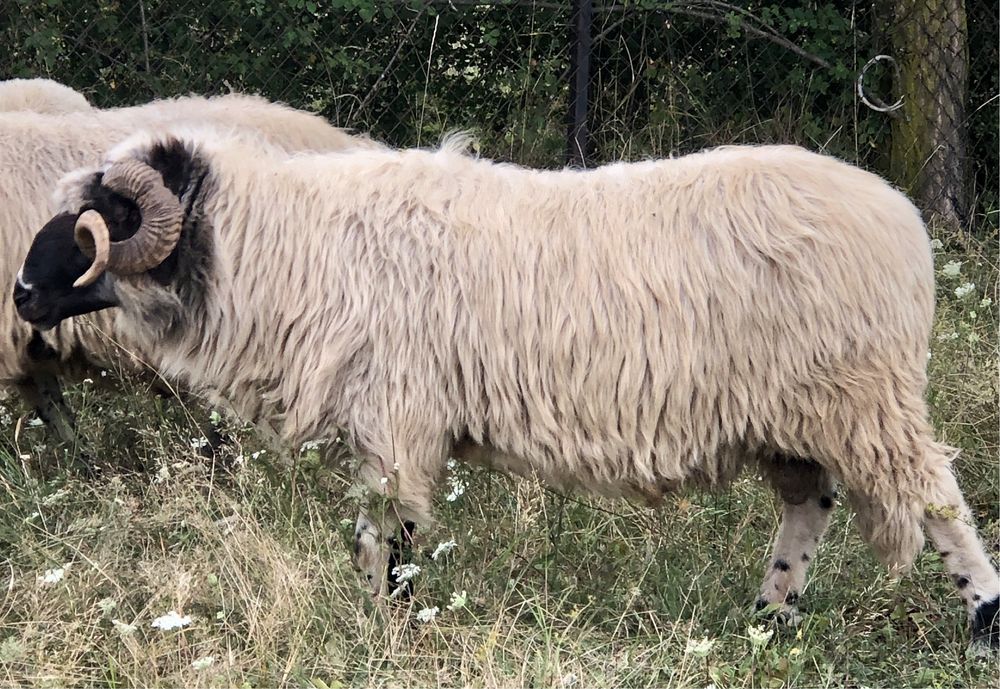 Berbec breaz de vânzare