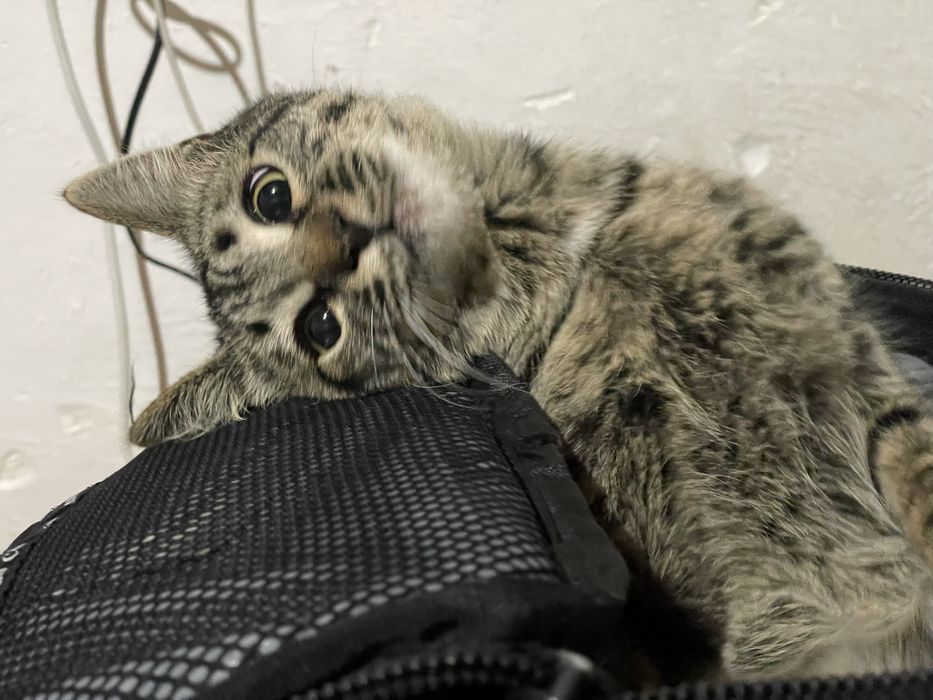 Отдам кота в добрые руки