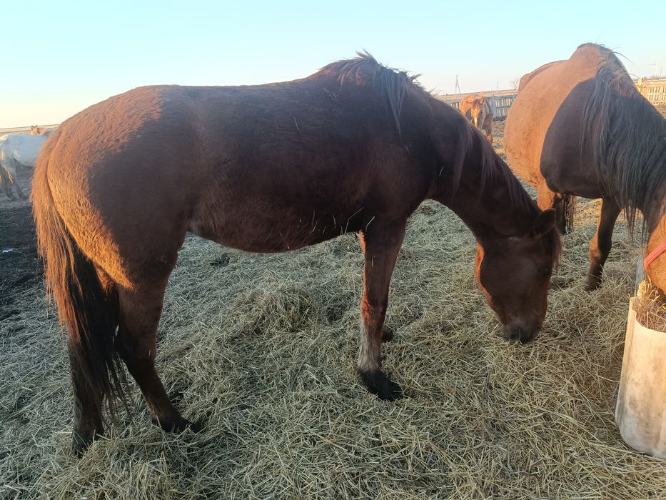 Кобыла яловая обученая