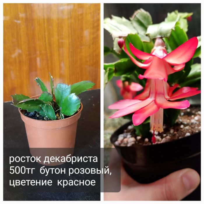 Комнатные цветы для уюта