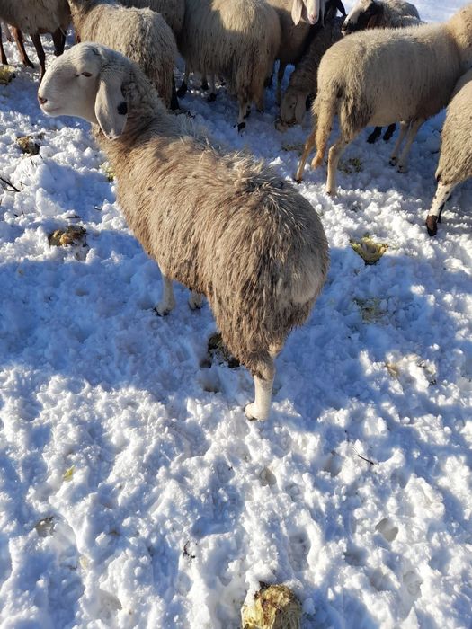 Vând 2 berbecuți bergamase