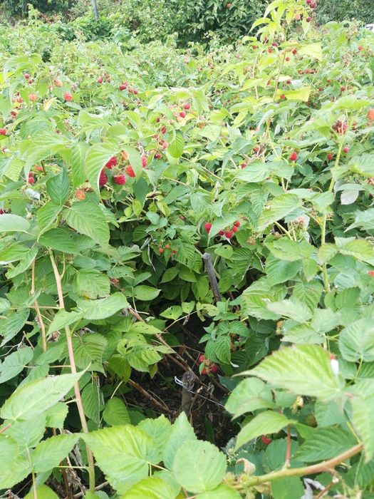 Продам саженцы малины