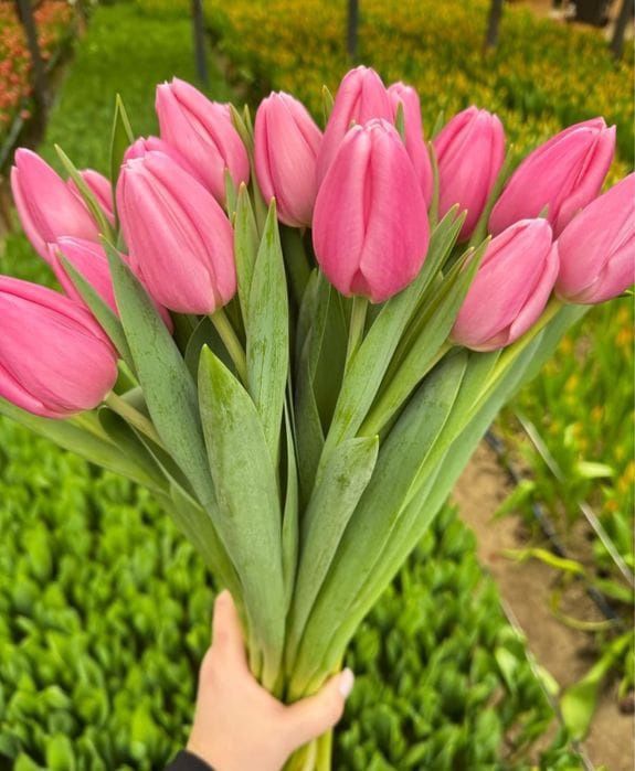 Тюльпаны в Атырау