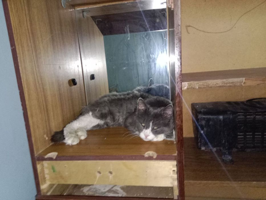 Пропал кот в Чирчике 8микр