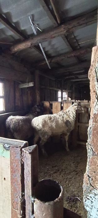 Продам 2 кошкара с откорма