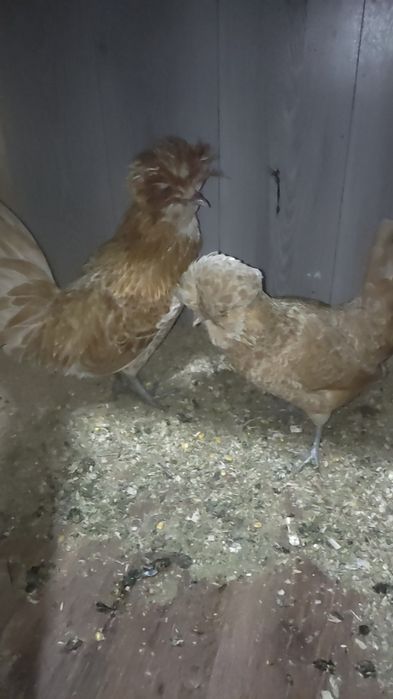 Sotiladi Paduan shamua