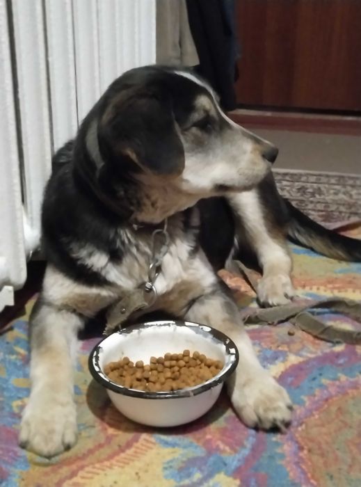 Щенок в доброе руки, девочка 4 месяца