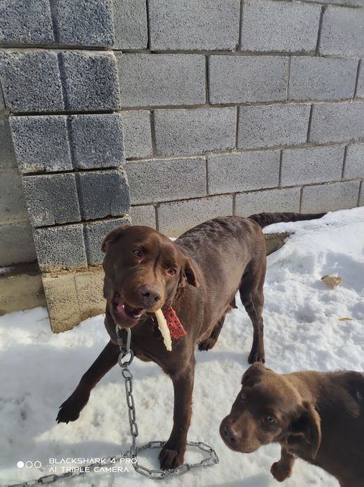 собака лабрадор домашняя