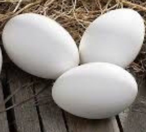 Продам гусиные яйцо