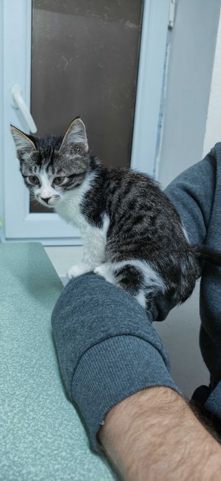 Отдам котёнка даром