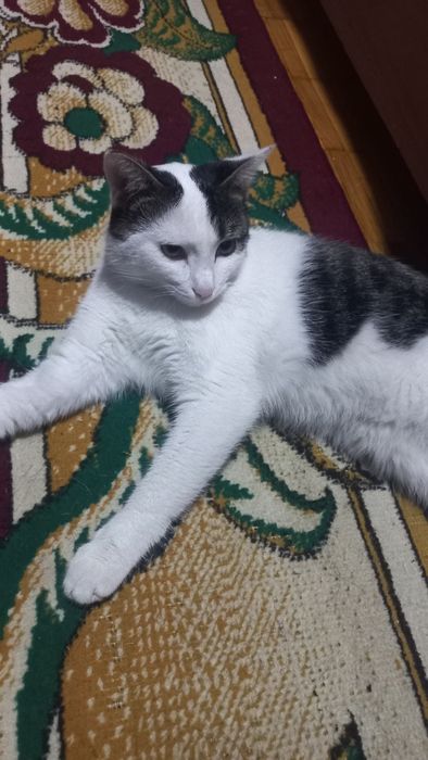 Отдам в добрые руки ласкового котика