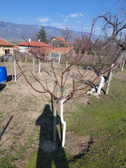 Резитба на овошки лозя асми и др. 2лв по договаряне