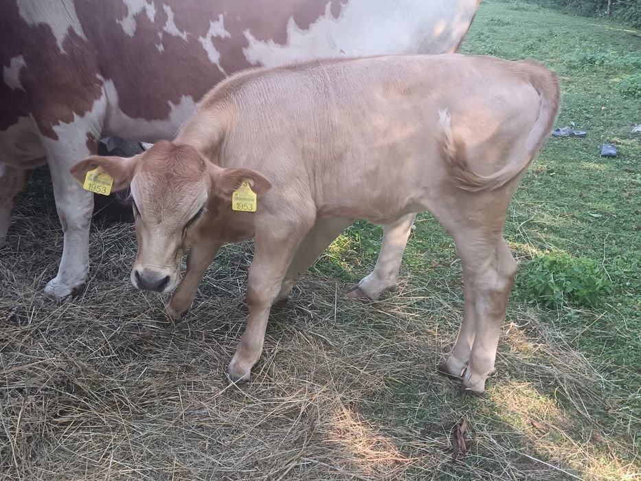 Vitea Jersey și tãurași Bălțata românească