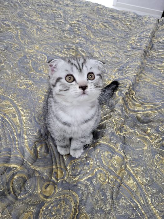 Вислоухие котята