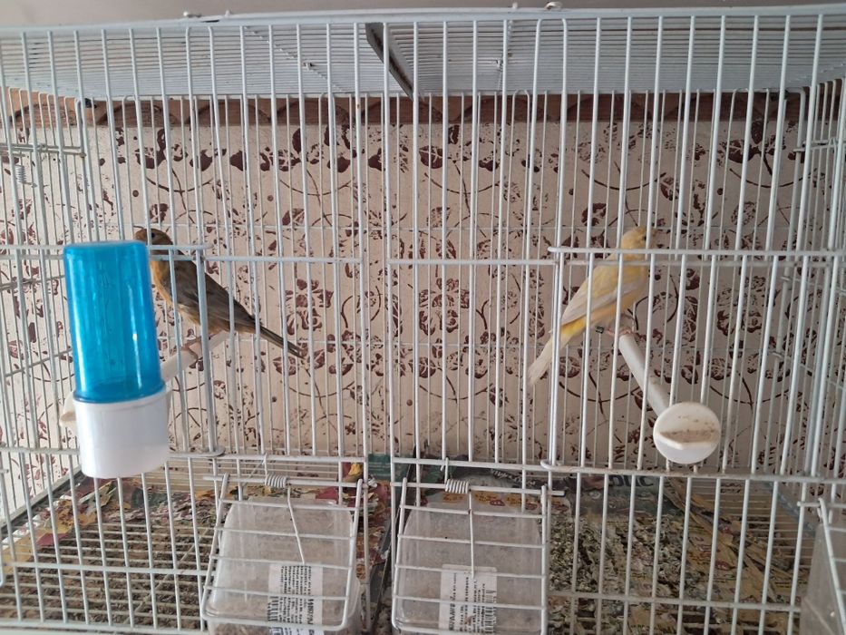 Canari de vanzare