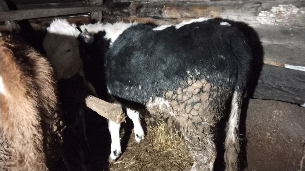 Продам тёлочку на развод