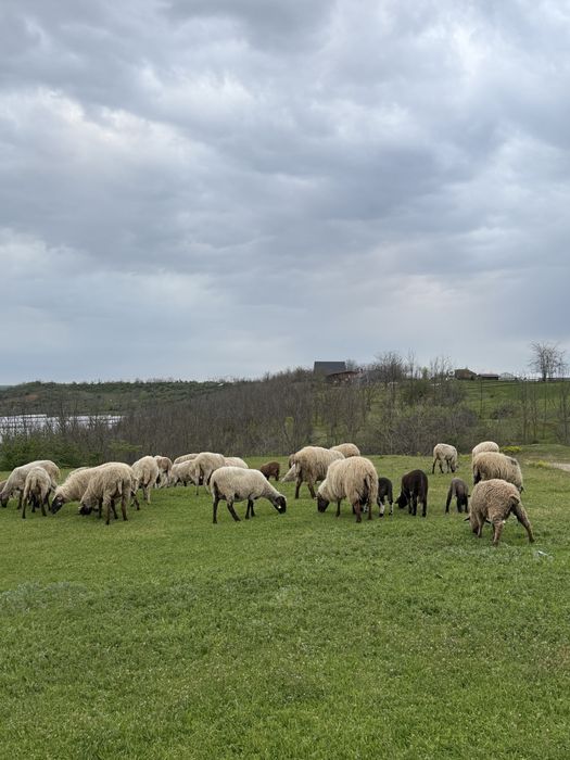 Vand oi carabase si turcane