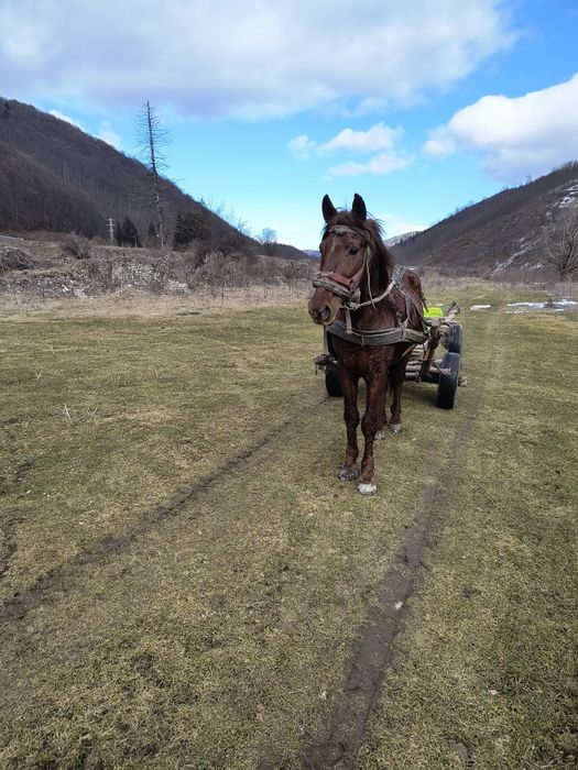 De vânzare armăsar de 7 pe 8 ani