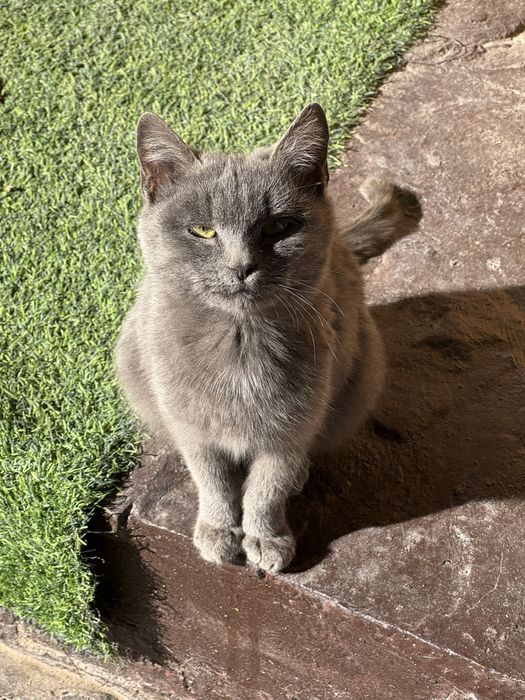 Продам котенка 5 мес.