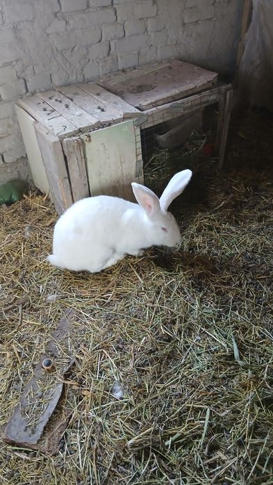 Фландр куён сотилади 8 ойлик