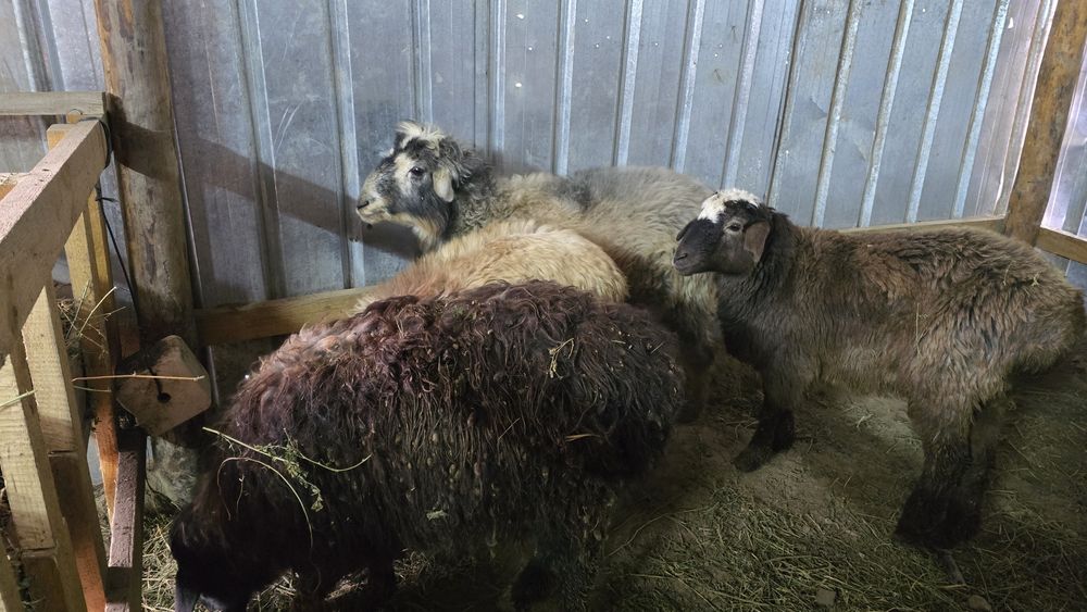 Қой, тоқты,  тұсақ  сатылады семіз