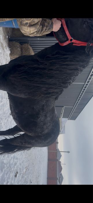 Продам жеребец 5 лет, спокойный, обучен,