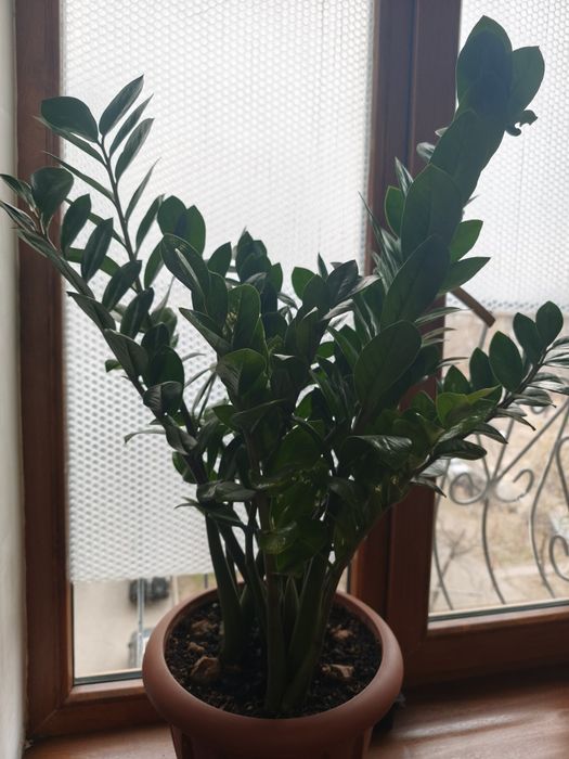 Срочно продам цветы