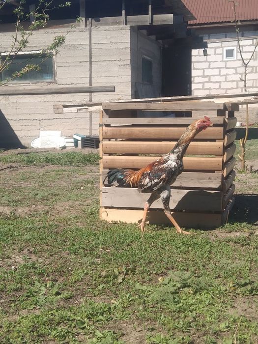 Күрік дакан тауық мекен