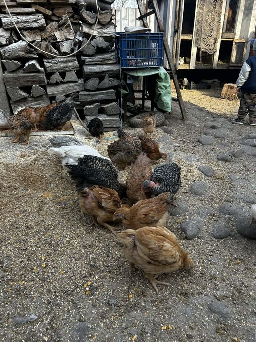 Vând puișori de țară au 8 săptămâni