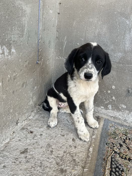 Отдам щенят в добрые руки (3 девочки, 1 мальчик)