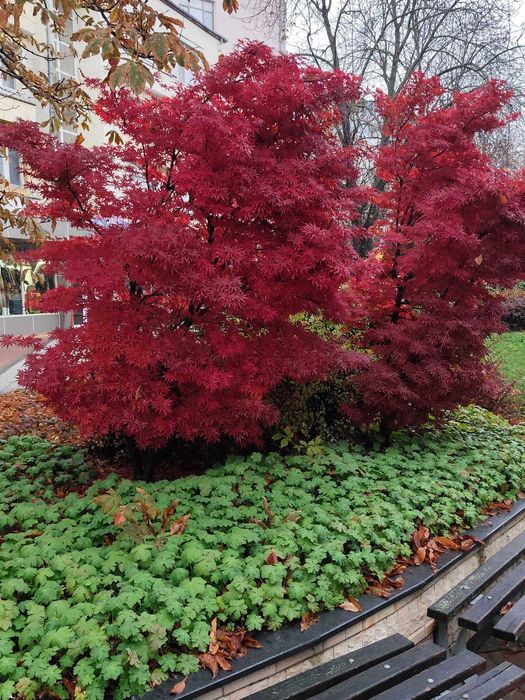 Японски клен - Ацер Студоустойчив Налични 5 вида