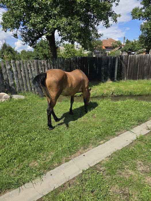 Vând iapa foarte bună de ham