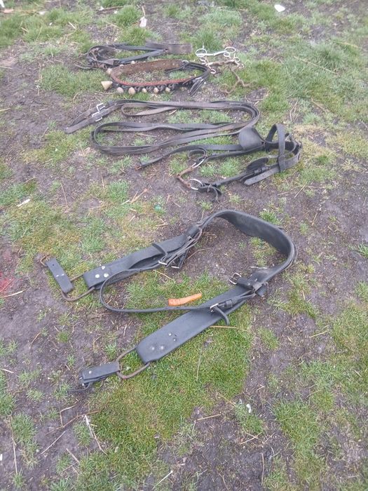 De vânzare ham curea cu clopote pentru cai