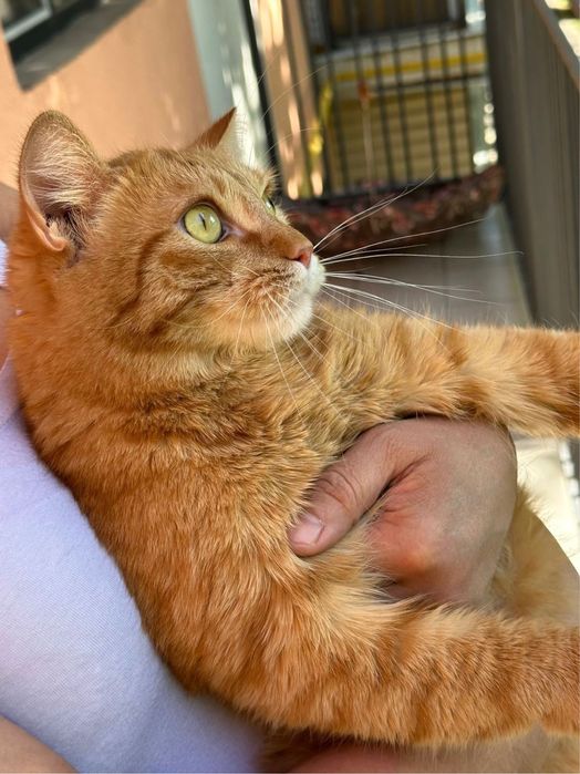 Отдадим кота в хорошие руки